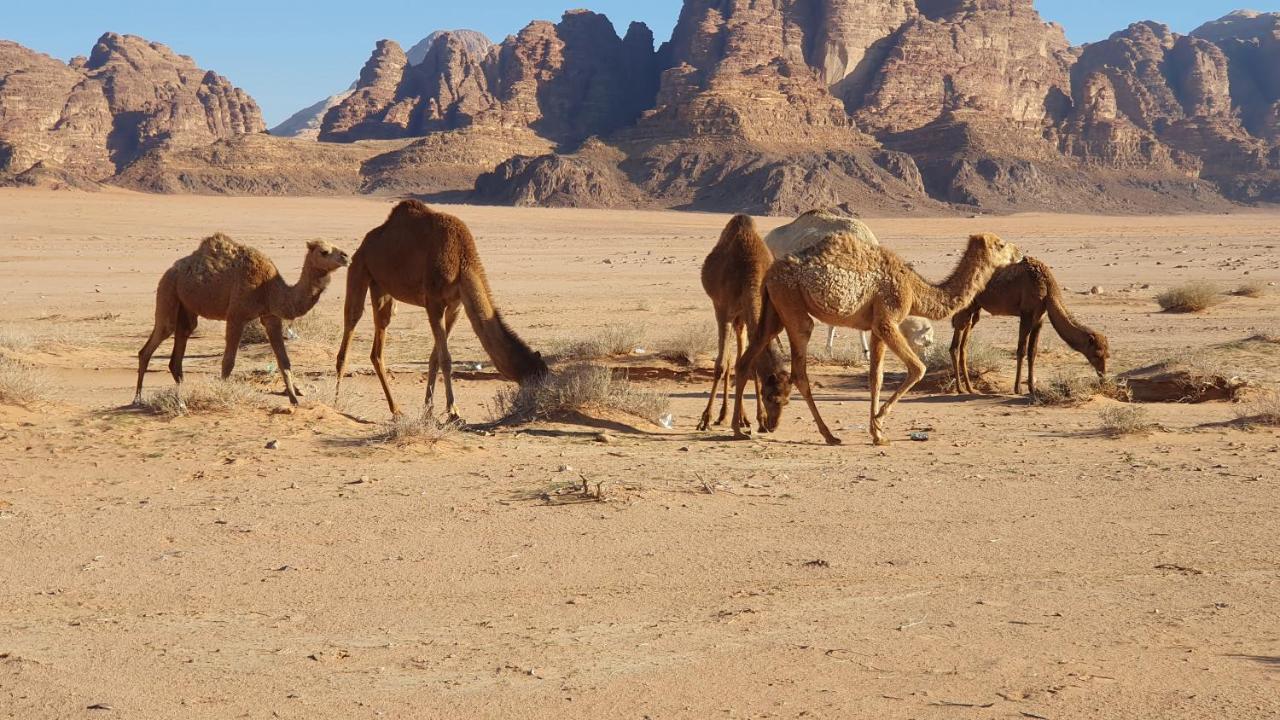 Rum Under The Stars Camp Wadi Rum Extérieur photo
